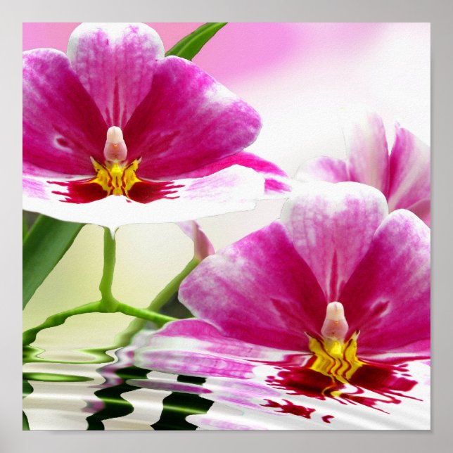 Orchide ripple poster (Front)