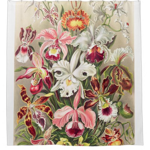 Orchideae Denusblumen A Giltsch By Ernst Haeckel Shower Curtain