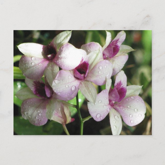 Orchideas postcard, customize postcard (Front)