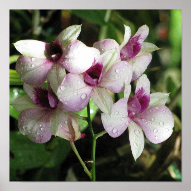 Orchideas poster (Front)