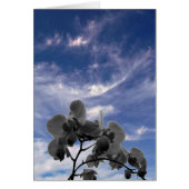 Orchidee (Front)