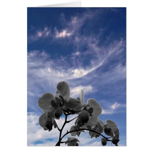 Orchidee Cards (Front)