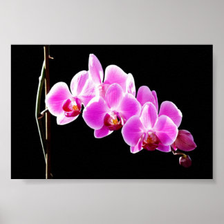 Orchidee, Poster