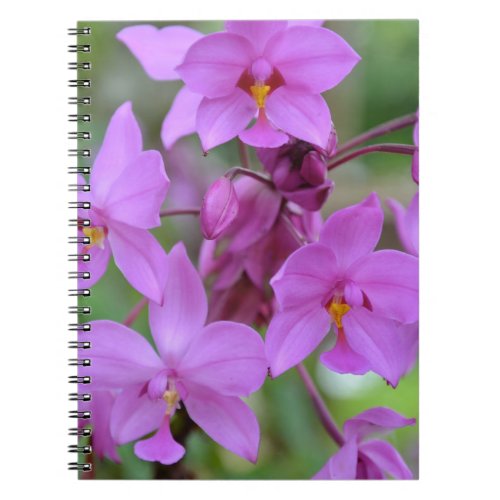 Orchide rose du Costa Rica Notebook