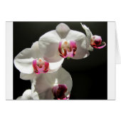 Orchids (Front Horizontal)