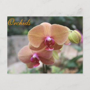 Orchids # 10 postcard