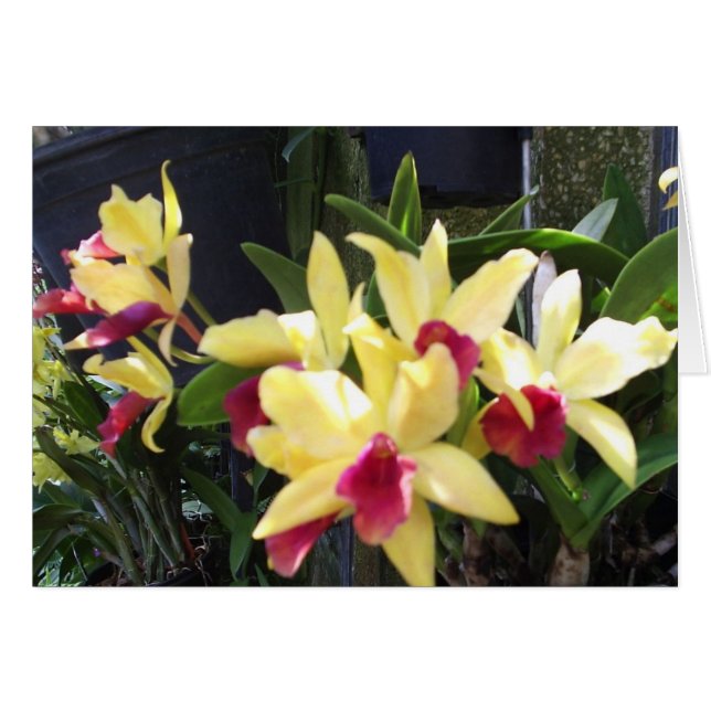 Orchids 22 cards (Front Horizontal)