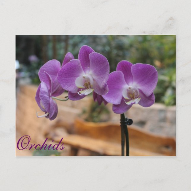 Orchids # 9 postcard (Front)