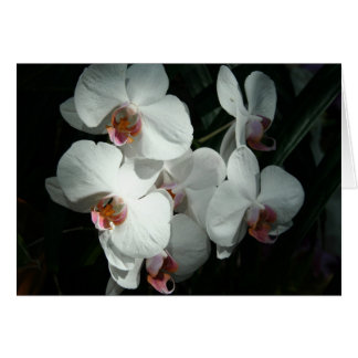 Orchids At Meijer Gardens- Blank Card(s) Cards