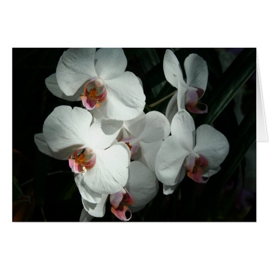 Orchids At Meijer Gardens- Blank Card(s) Cards (Front Horizontal)