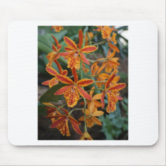 Orchids at the Botanical Gardens Mouse Pad