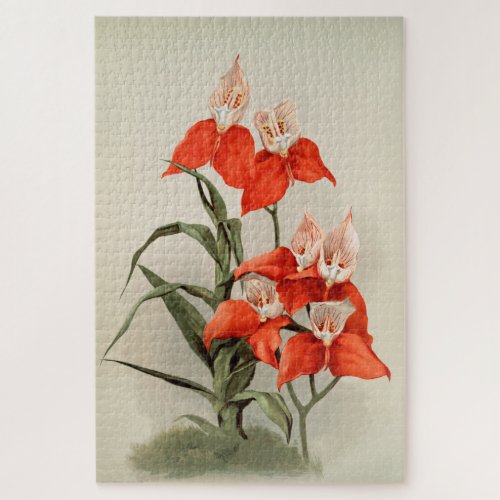 Orchids Blooming Flower Vintage Old Illustration Jigsaw Puzzle