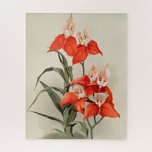 Orchids Blooming Flower Vintage Old Illustration Jigsaw Puzzle