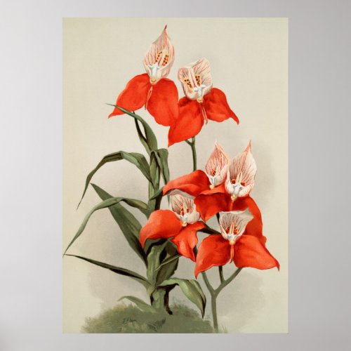 Orchids Blooming Flower Vintage Old Illustration Poster