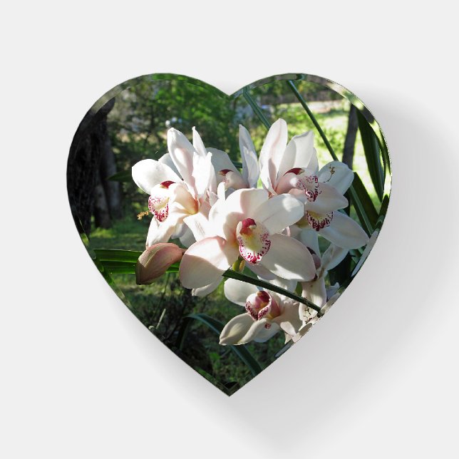 Orchids Blooming in the Spring Paperweight (Front)