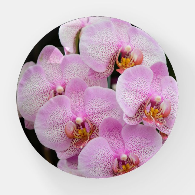 Orchids Blossoms Paperweight (Front)