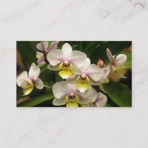 Orchids Business cards