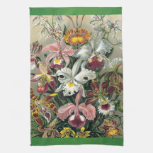 Orchids by Ernst Haeckel