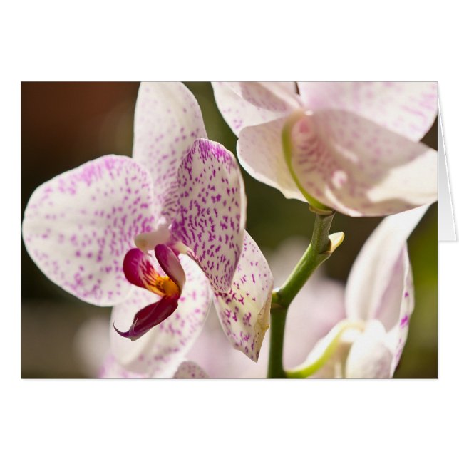 Orchids by Shirley Taylor Cards (Front Horizontal)