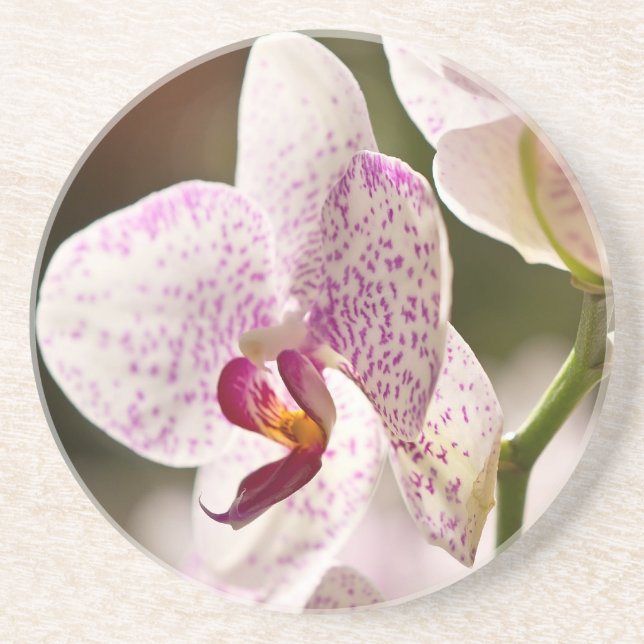Orchids by Shirley Taylor Coaster (Front)