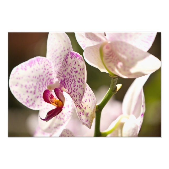 Orchids by Shirley Taylor Photo Print (Front)