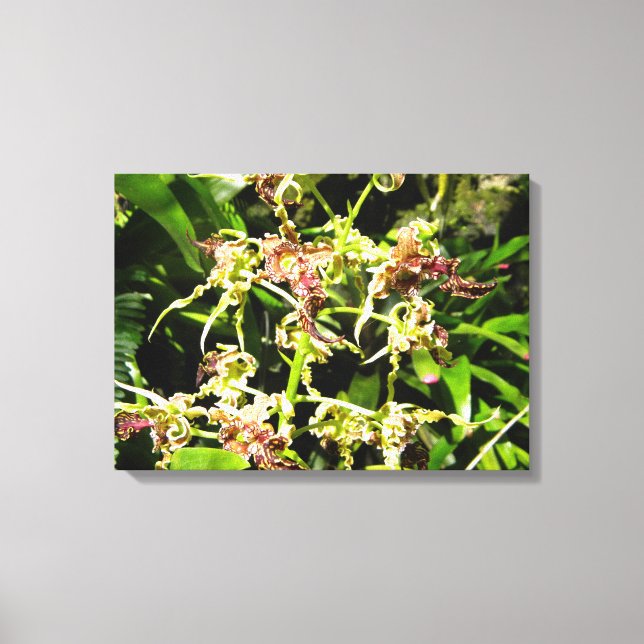 Orchids Canvas Print (Front)