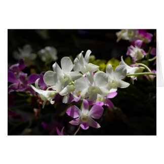 Orchids Cards
