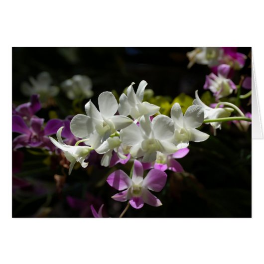 Orchids Cards (Front Horizontal)