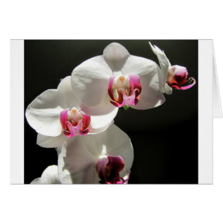 Orchids Cards
