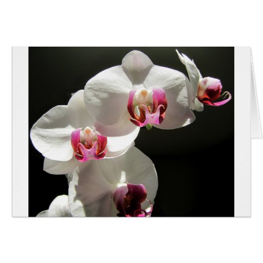 Orchids Cards (Front Horizontal)