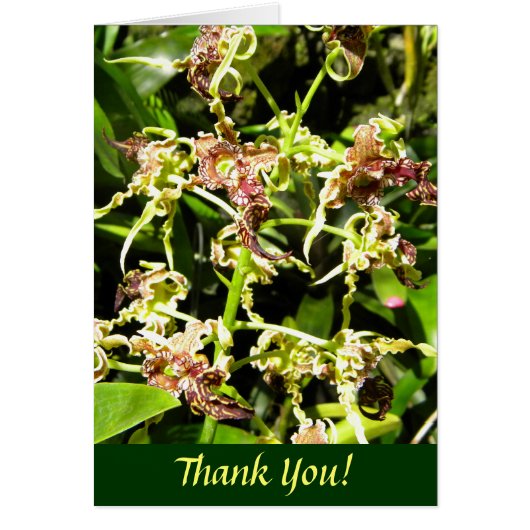 Orchids Cards (Front)