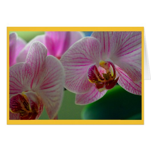 Orchids Cards (Front Horizontal)