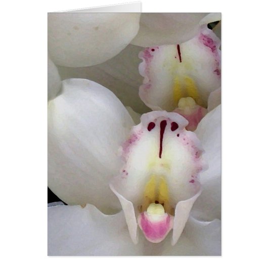 Orchids... Cards (Front)