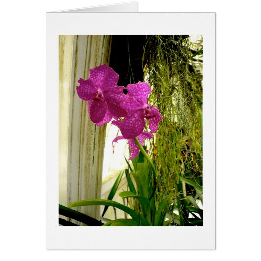 Orchids Cards (Front)
