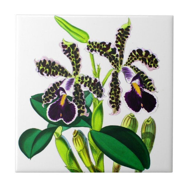 Orchids Ceramic Tile (Front)