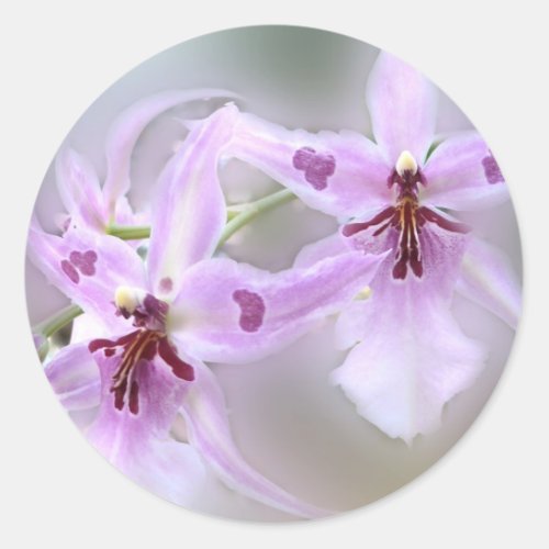 Orchids Classic Round Sticker