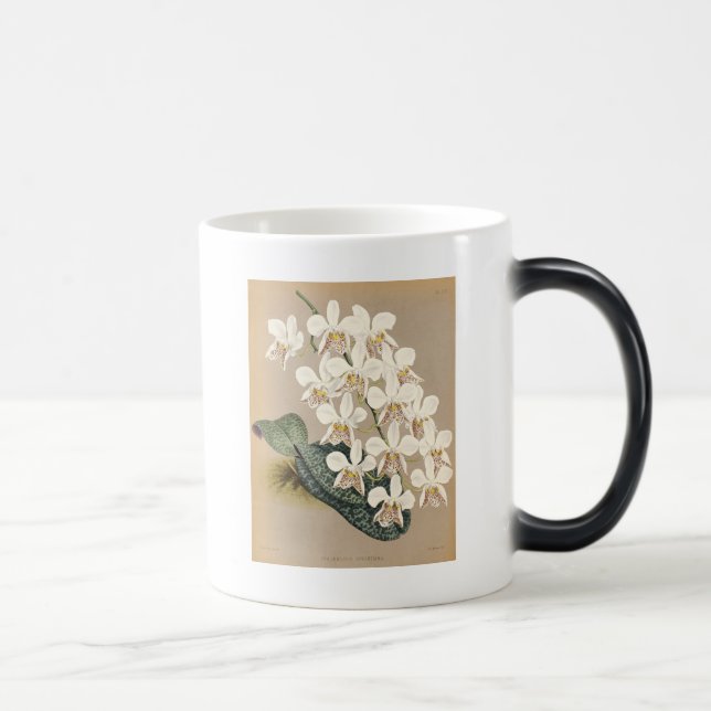 Orchids Color Morph Mug (Right)