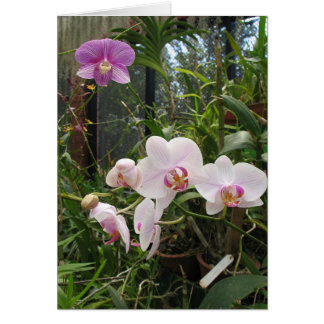 Orchids - Customized Cards