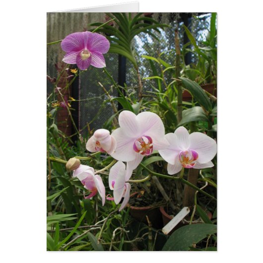 Orchids - Customized Cards (Front)