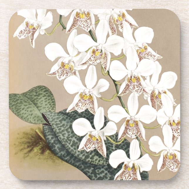 Orchids Drink Coaster (Front)