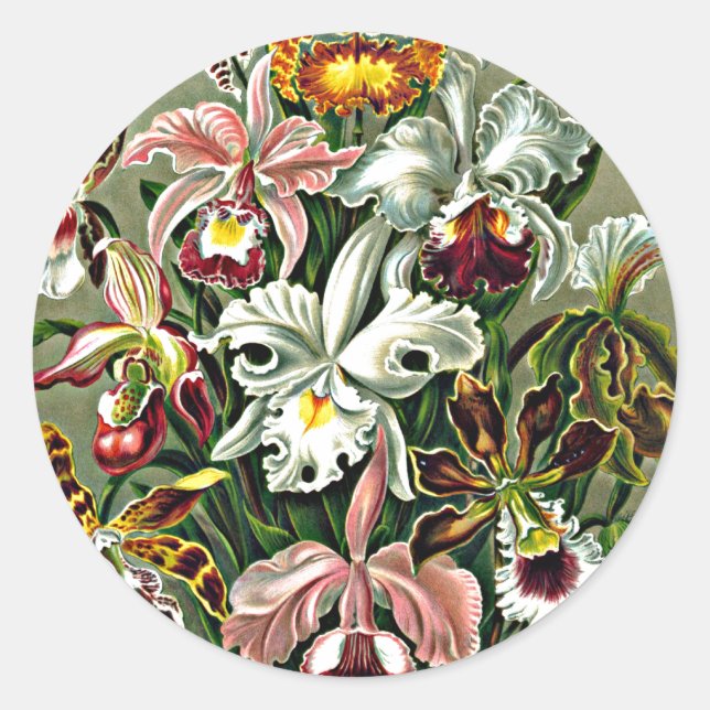 Orchids - Ernst Haeckel artwork, Orchidae Classic Round Sticker (Front)