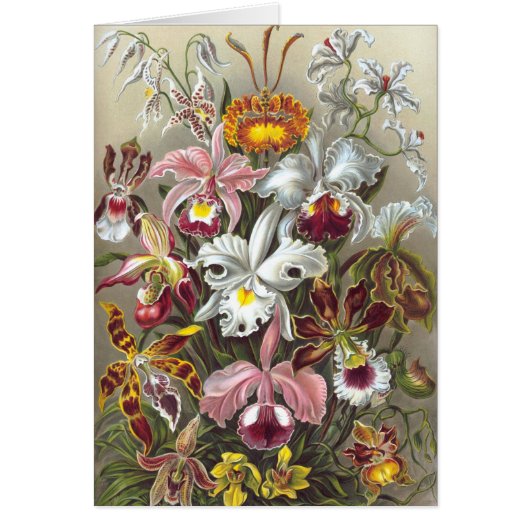 Orchids Ernst Haeckel Fine Art Cards (Front)
