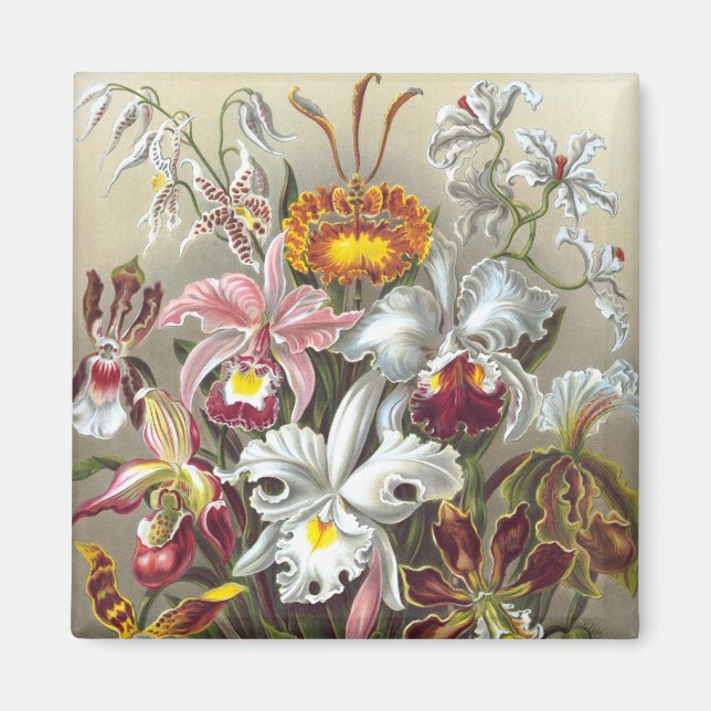 Orchids Ernst Haeckel Fine Art Magnet (Front)