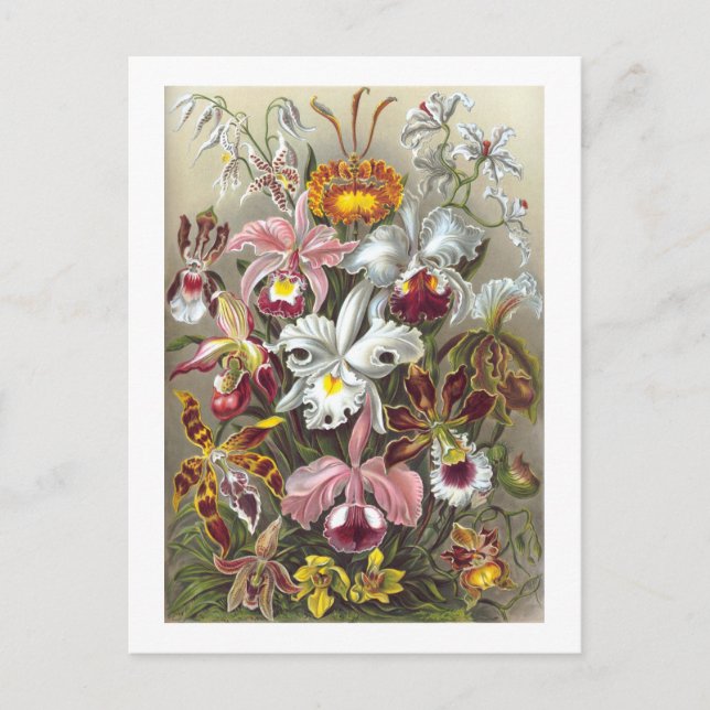 Orchids Ernst Haeckel Fine Art Postcard (Front)