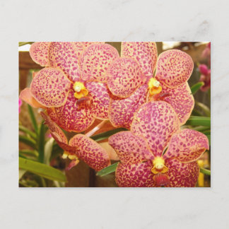 Orchids Five Postcard