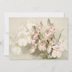 Orchids Flower Vintage Old Illustration Card