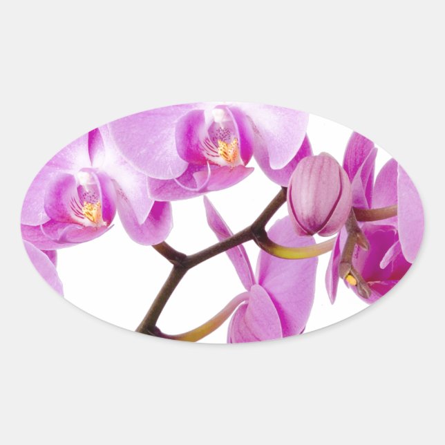 orchids-flowers.jpg oval sticker (Front)