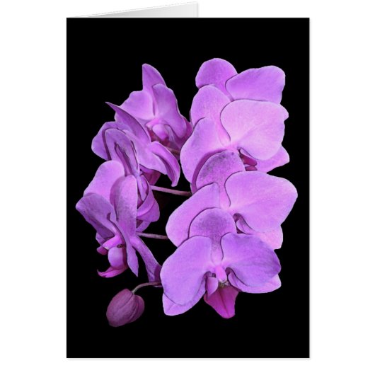 orchids (fresco style) cards (Front)