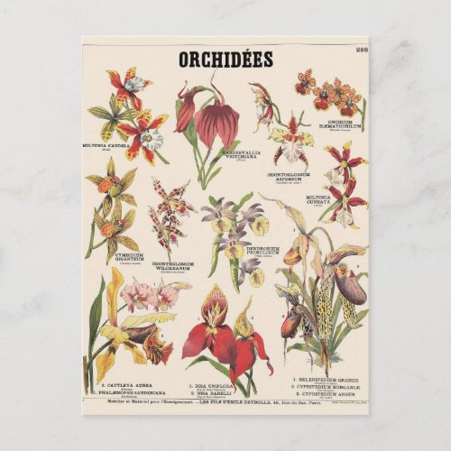 Orchids illustration postcard