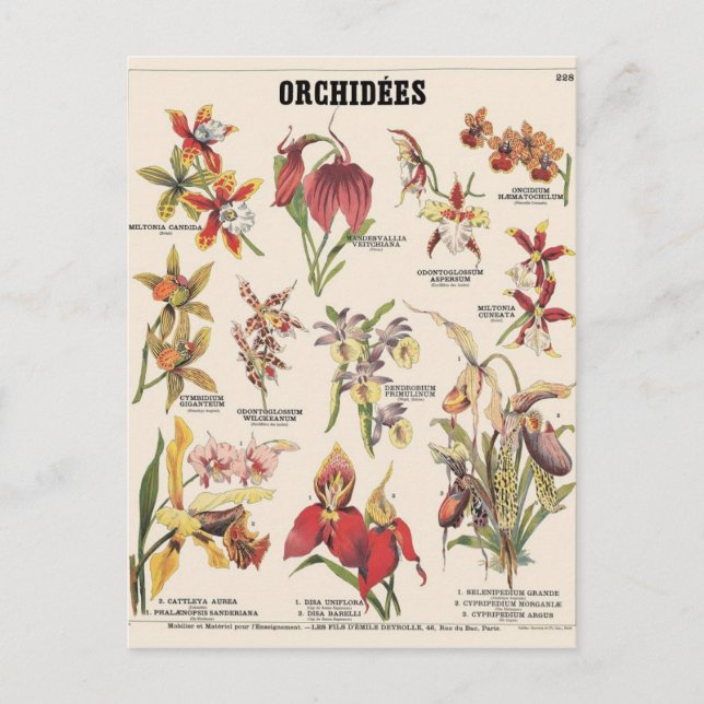 Orchids illustration postcard (Front)